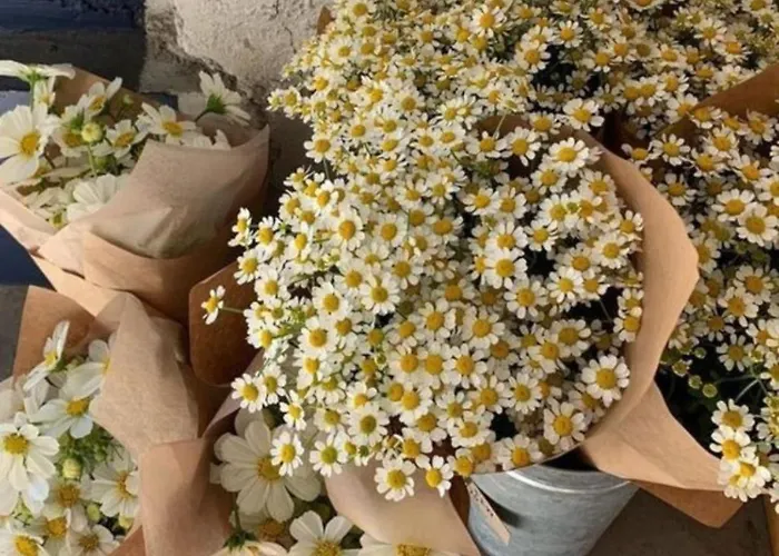 Bella Terra * Asprovalta