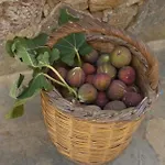 Bella Terra Aszproválta