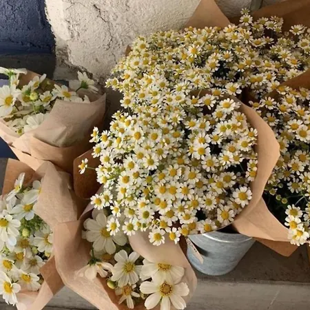 Bella Terra * Asprovalta