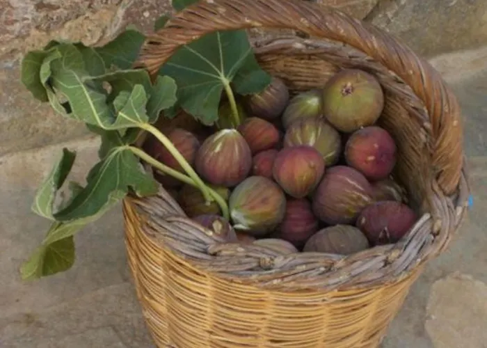 Bella Terra Asprovalta